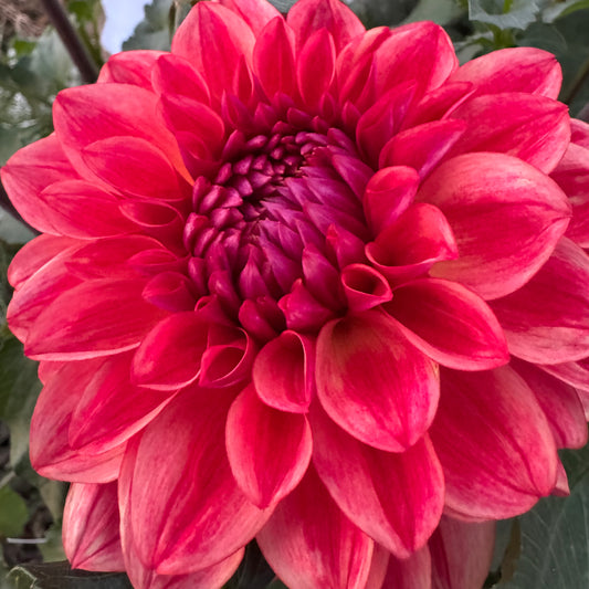 Dahlia Tuber: All That Jazz
