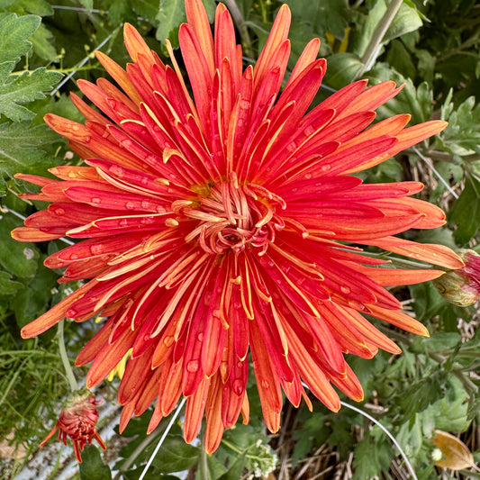 Chrysanthemum: Bronze Giant