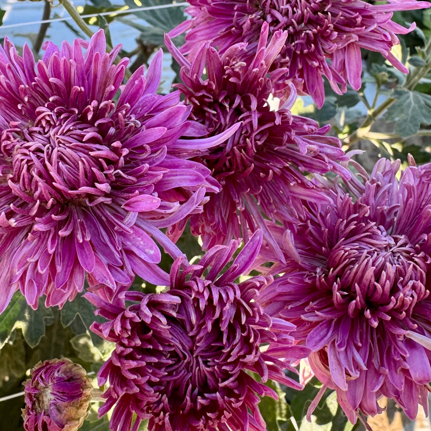 Chrysanthemum: Pink Pagoda