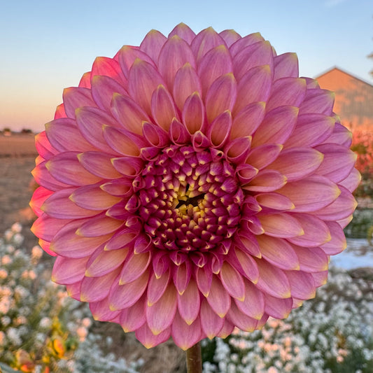 Dahlia Tuber: Skipley Spot of Gold