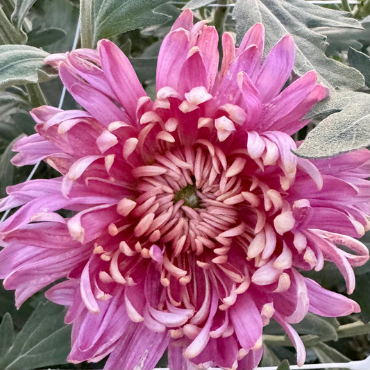 Chrysanthemum: Fall Charm