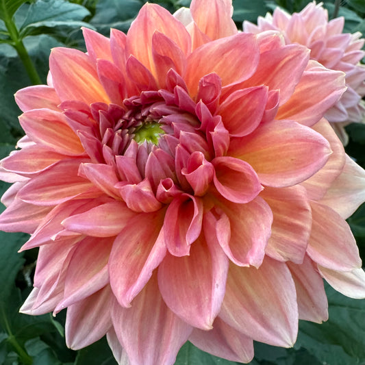 Dahlia Tuber: KA’s™ Sunny Cove
