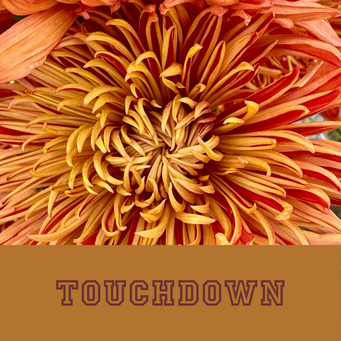 Chrysanthemum Collection: Friday Night Lights