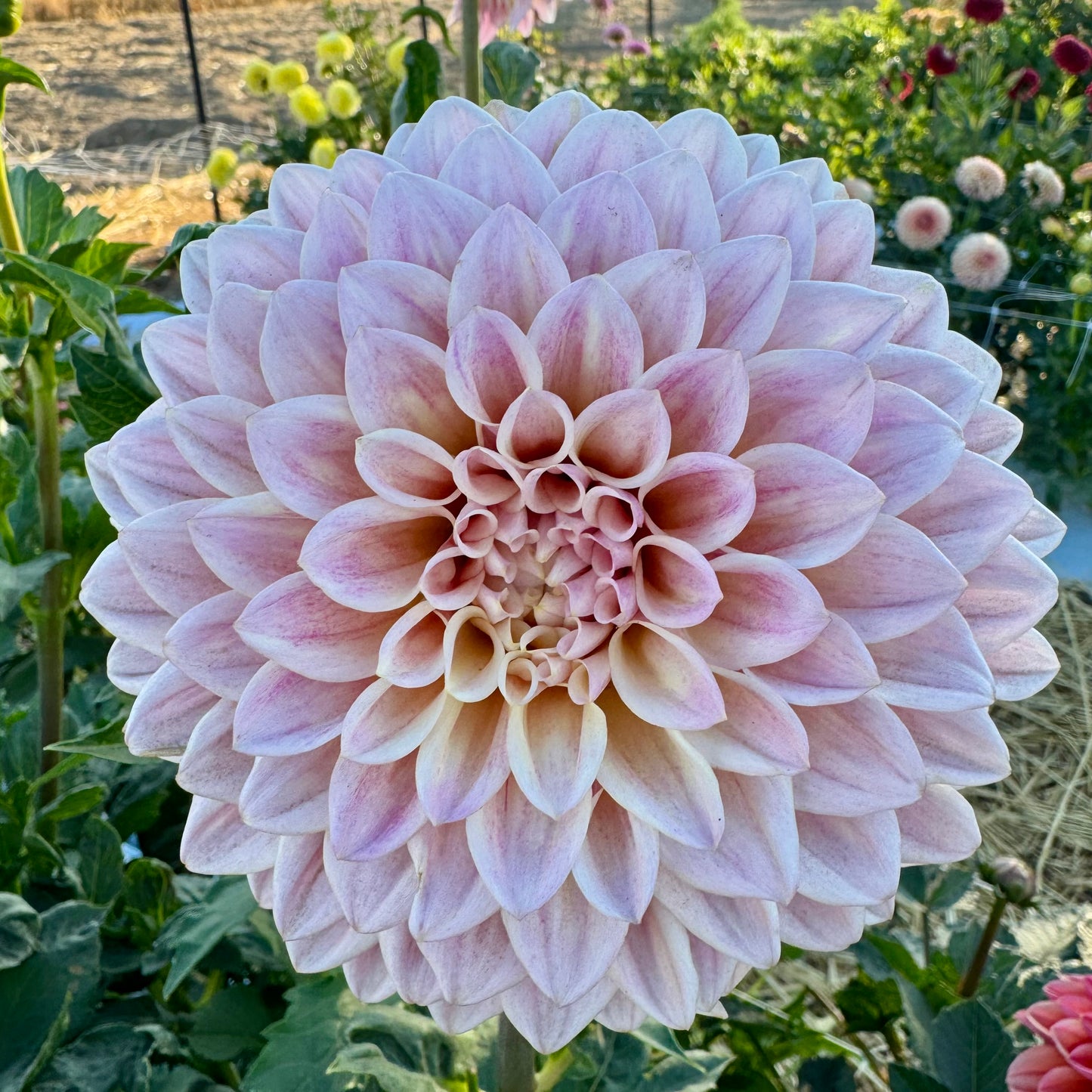 Dahlia Tuber: Castle Drive