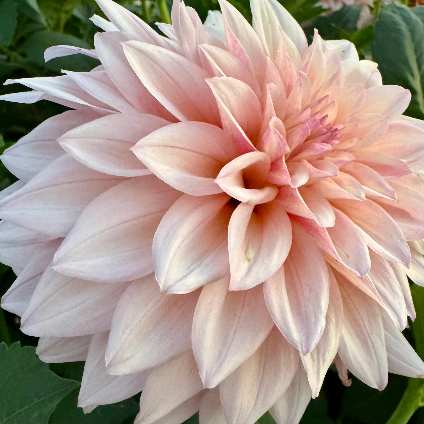 Dahlia Tuber: KA’s™ Mocha Jake