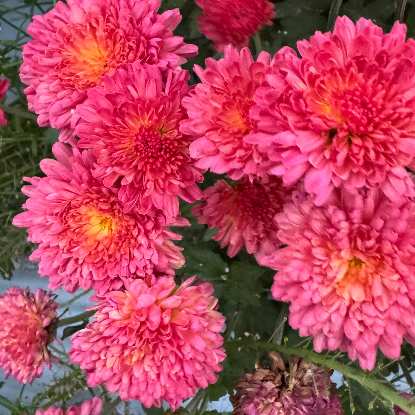 Chrysanthemum: Rose Grenadine