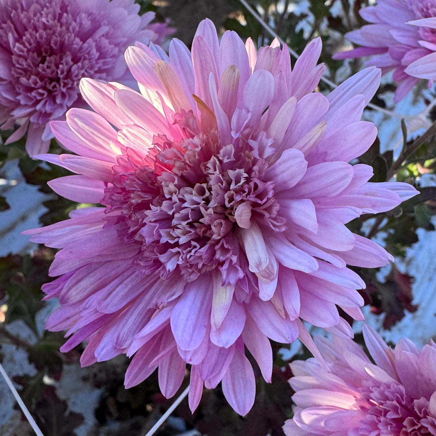 Chrysanthemum: First Light