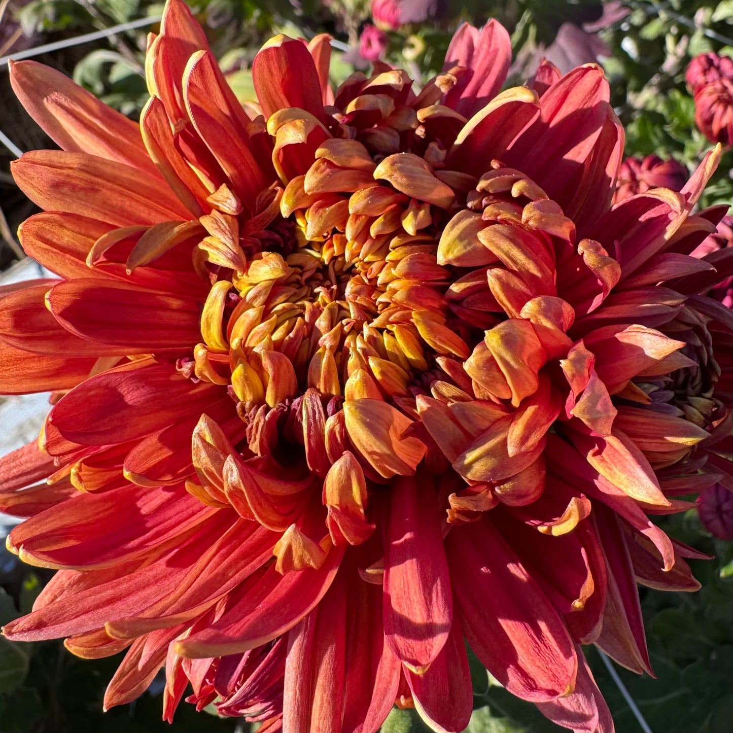 Chrysanthemum: George Couchman