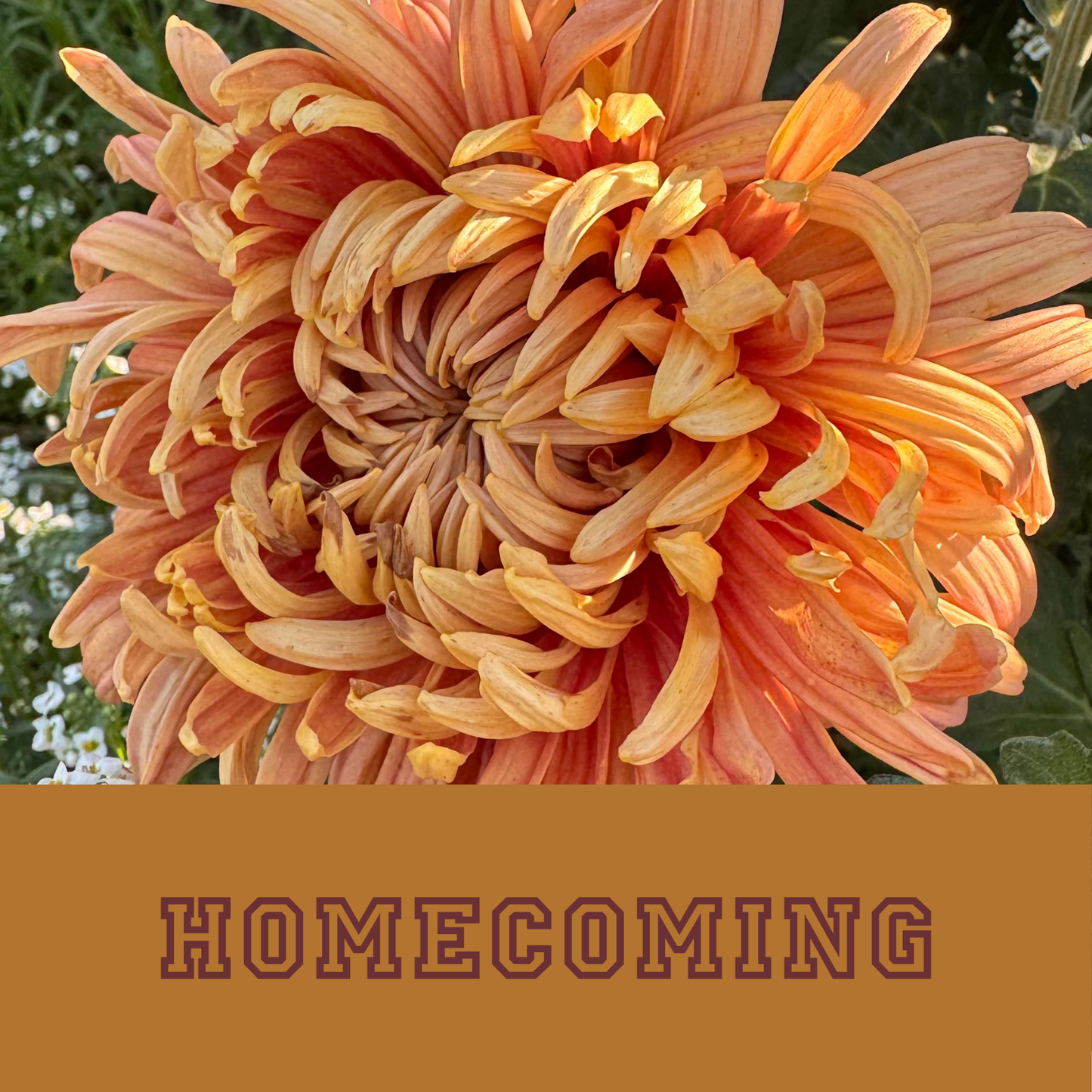 Chrysanthemum Collection: Friday Night Lights