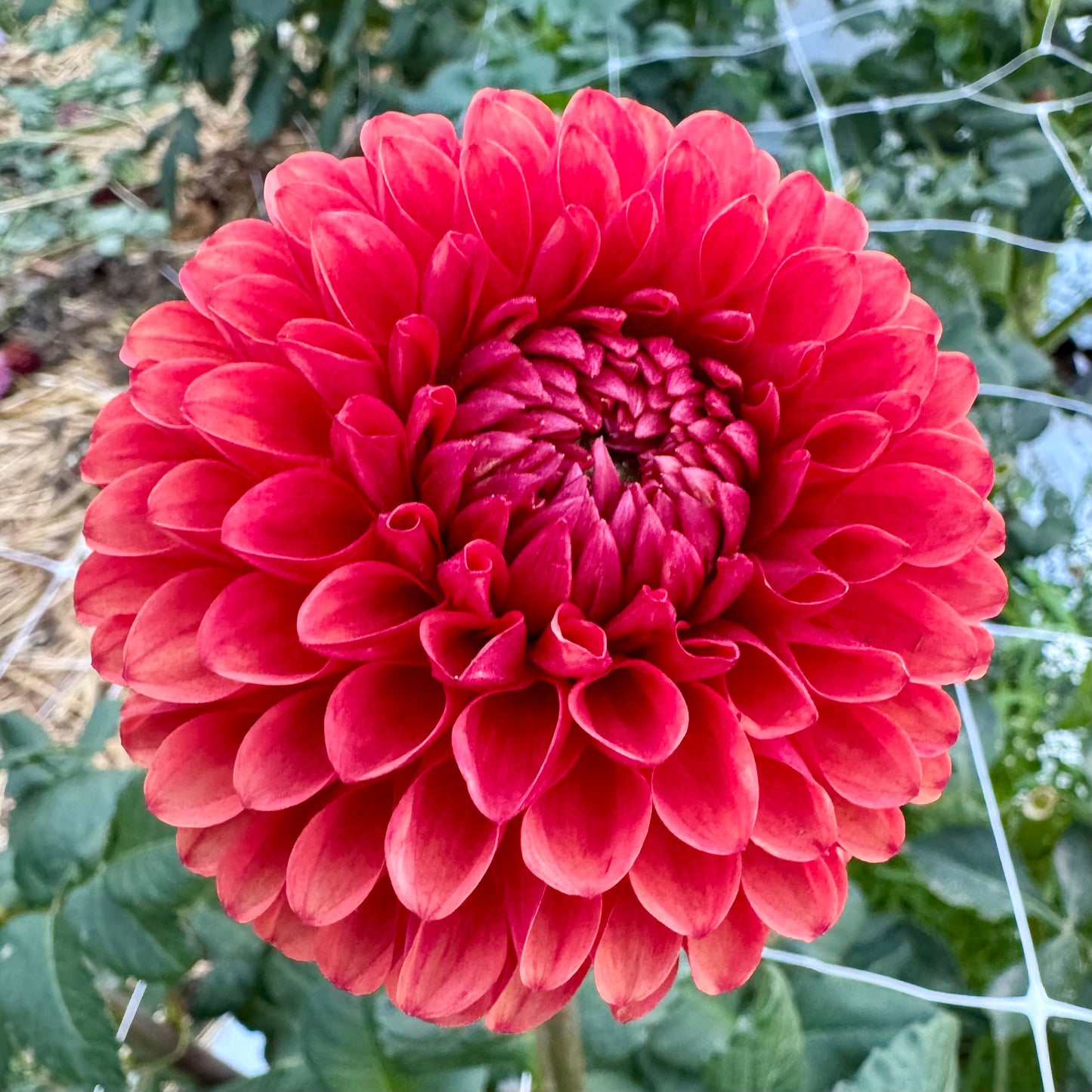 Dahlia Tuber: Brown Sugar
