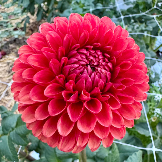 Dahlia Tuber: Brown Sugar