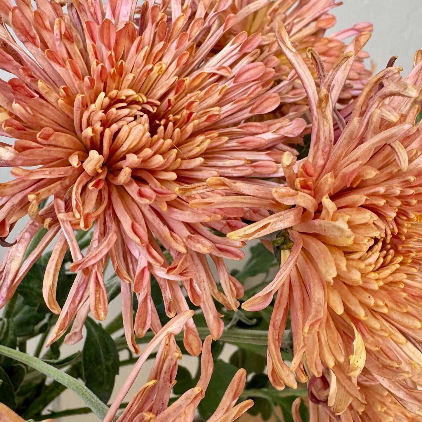 Chrysanthemum: Peach Centerpiece