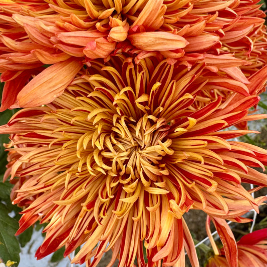 Chrysanthemum: Touchdown