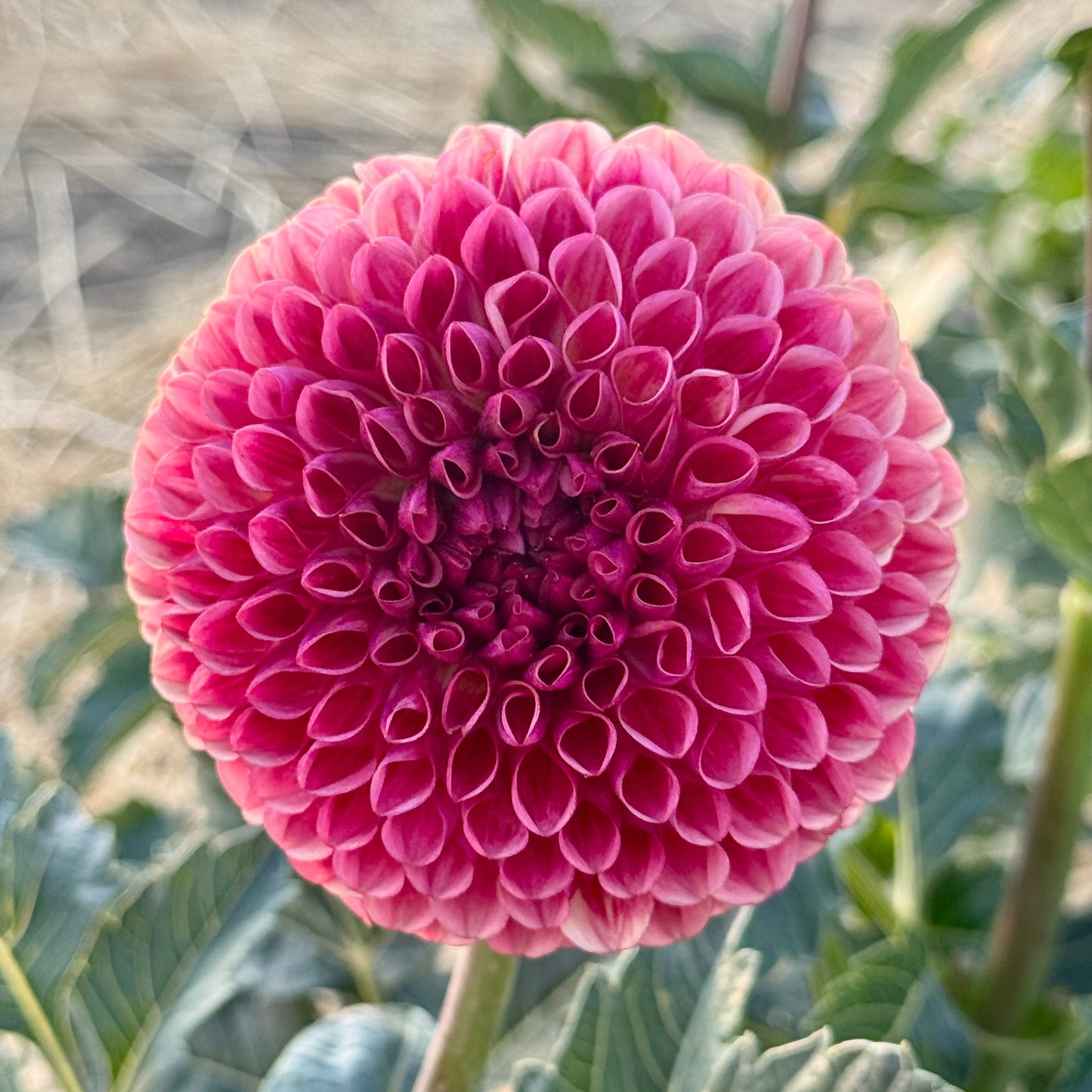 Dahlia Tuber: Copper Boy