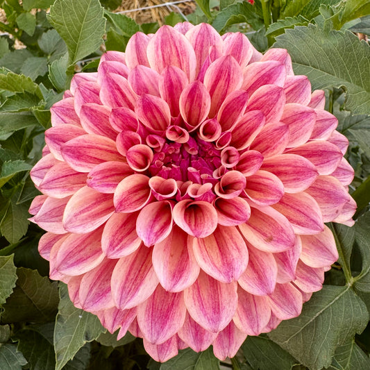 Dahlia Tuber: KA’s™ Rhubarb