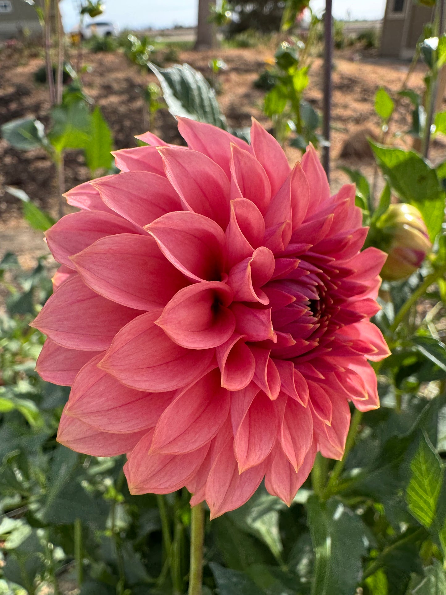 Dahlia Tuber: KA’s™ Keltie Rose (Limit 1 per customer)