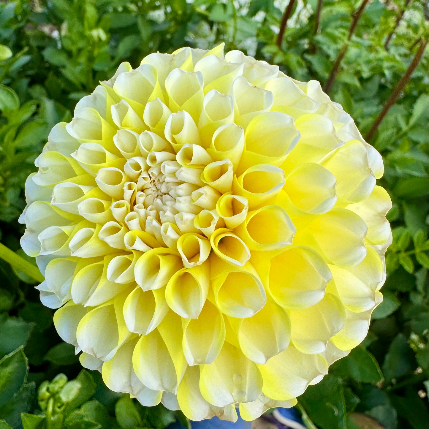 Dahlia Tuber: River’s Yellow Snow