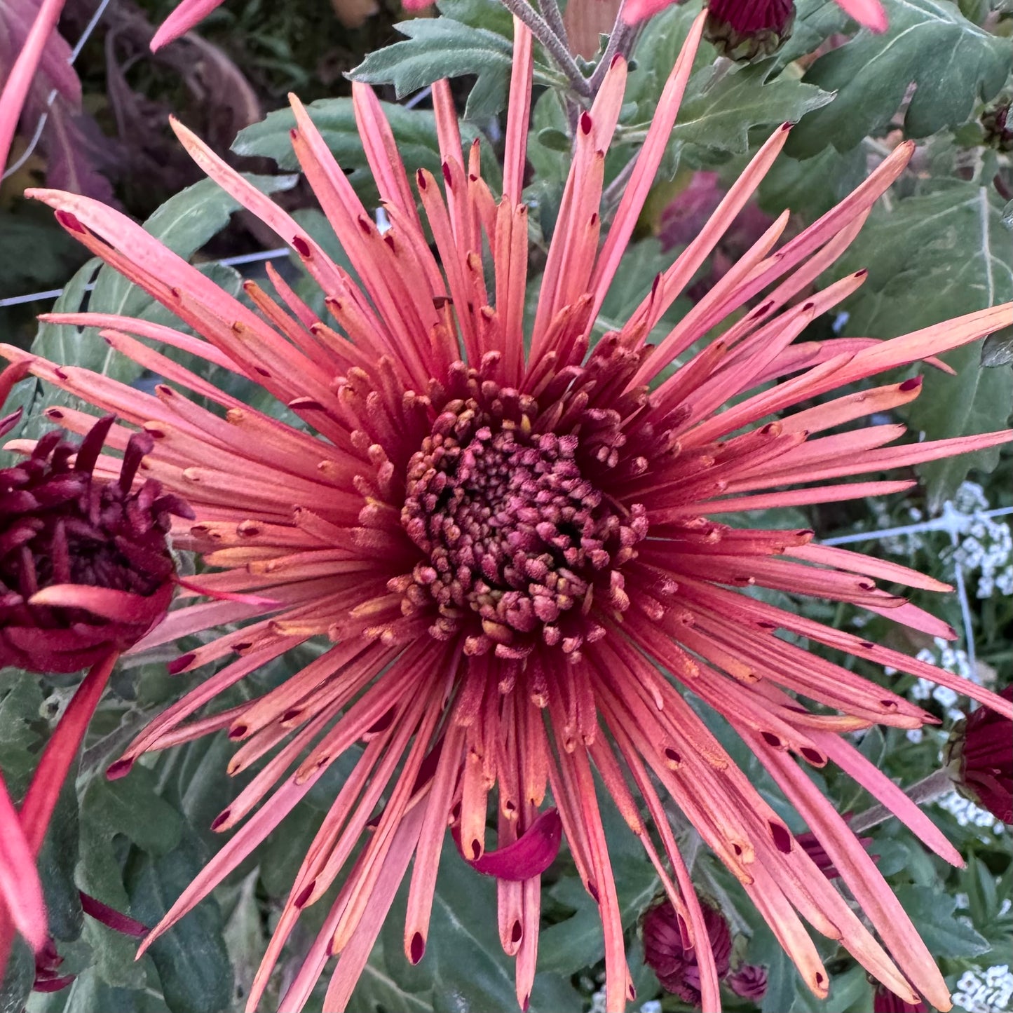 Chrysanthemum: Oberlin