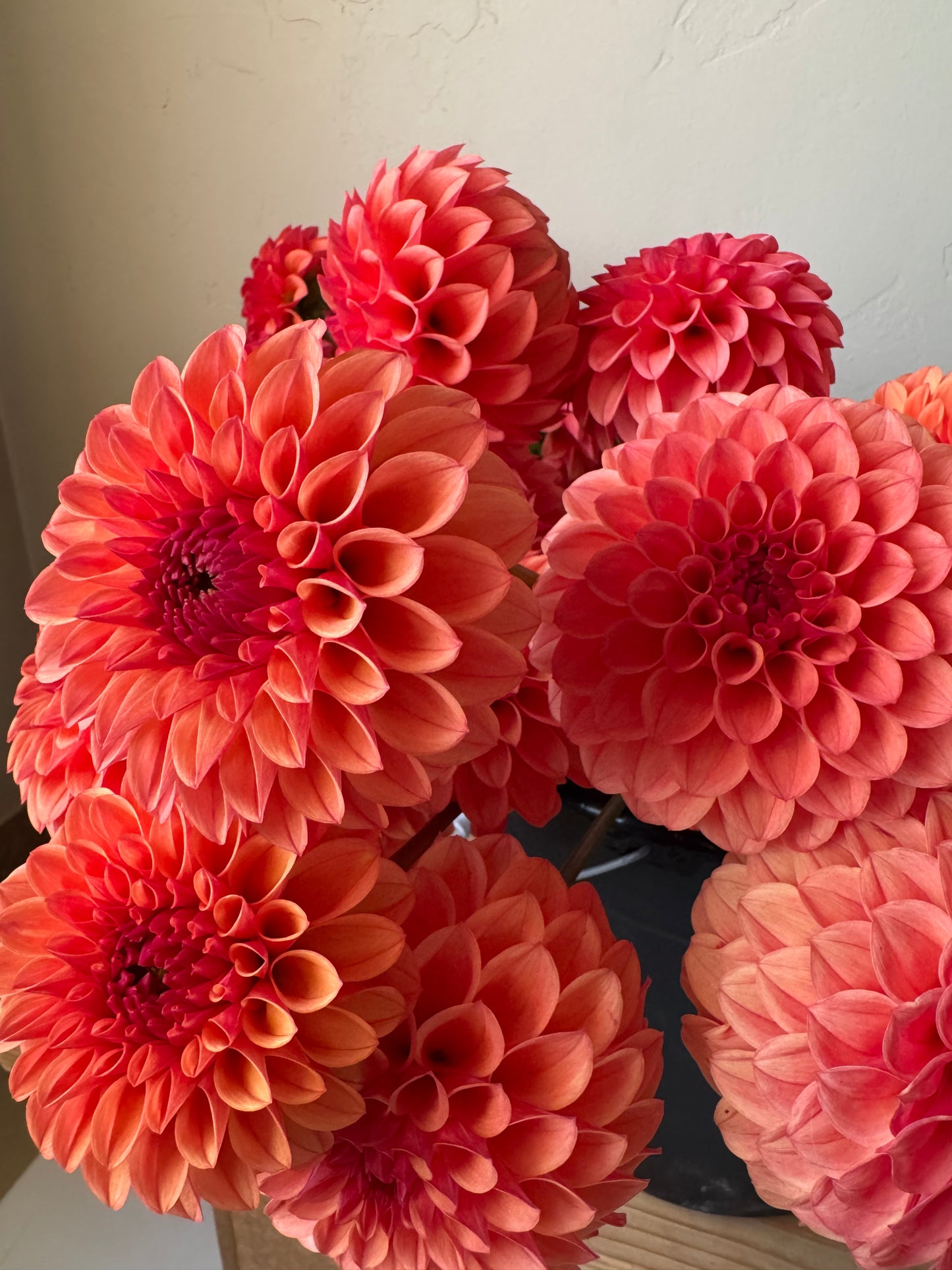 Dahlia Tuber: KA’s™ Blood Orange (Limit 1 per customer)