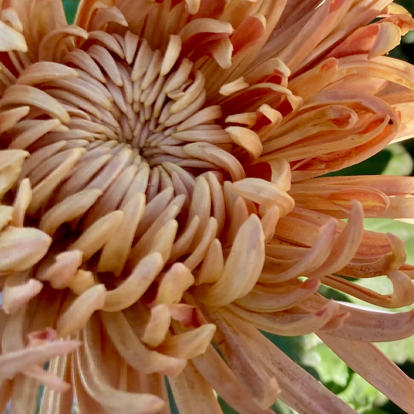 Chrysanthemum: Pat Lehman