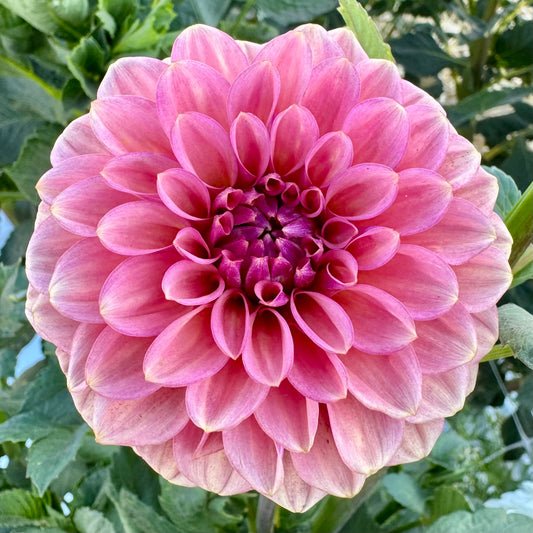 Dahlia Tuber: Ice Tea