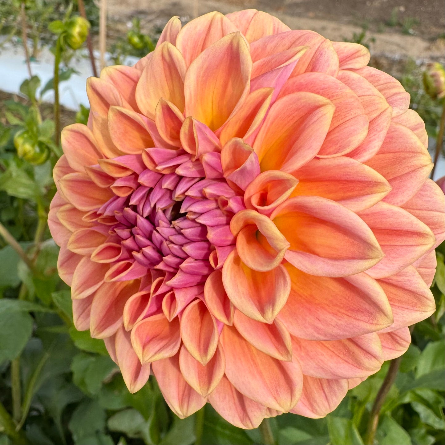 Dahlia Tuber: RM Summer Haze