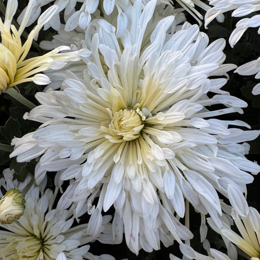 Chrysanthemum: Shaman’s Vision