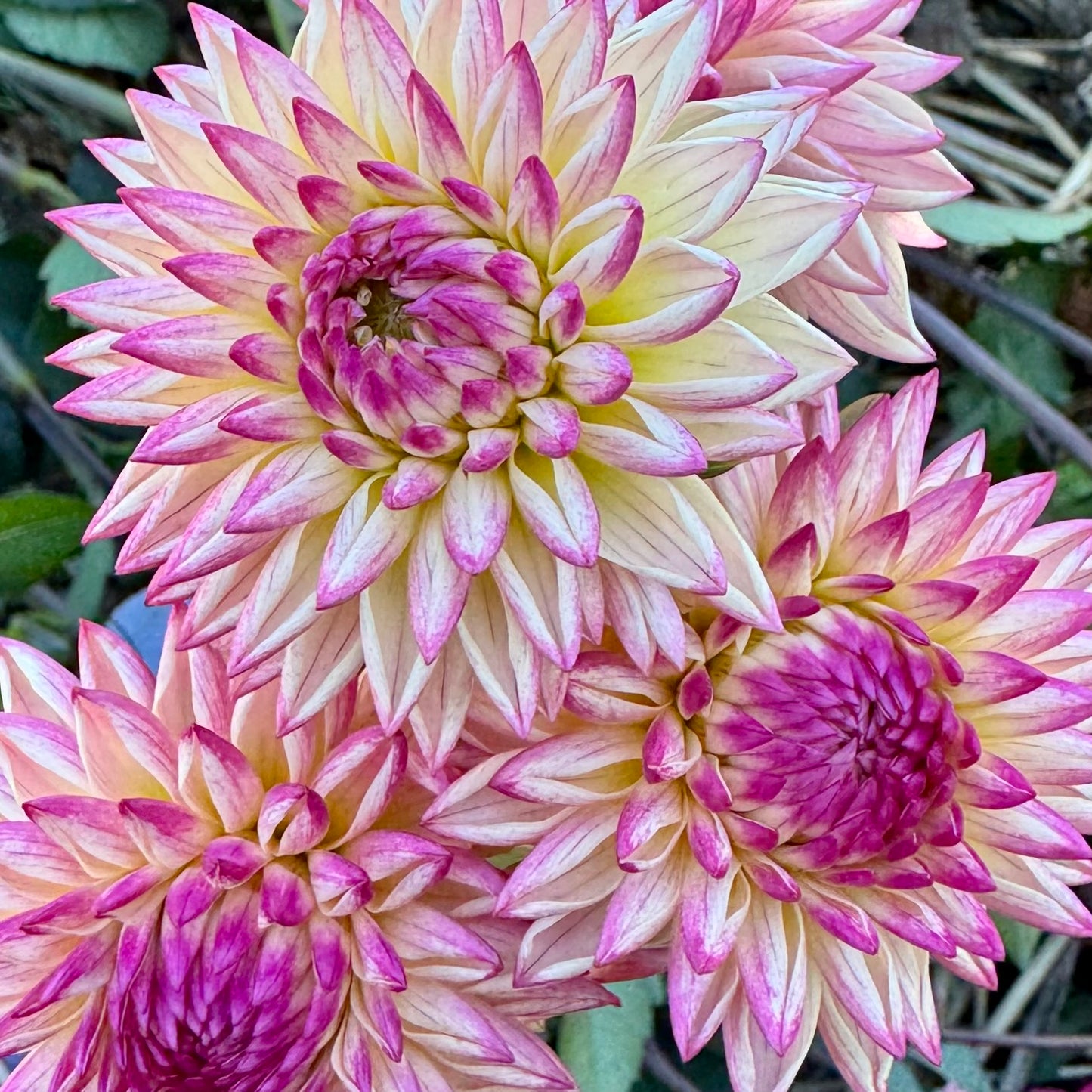 Dahlia Tuber: Valley Porcupine