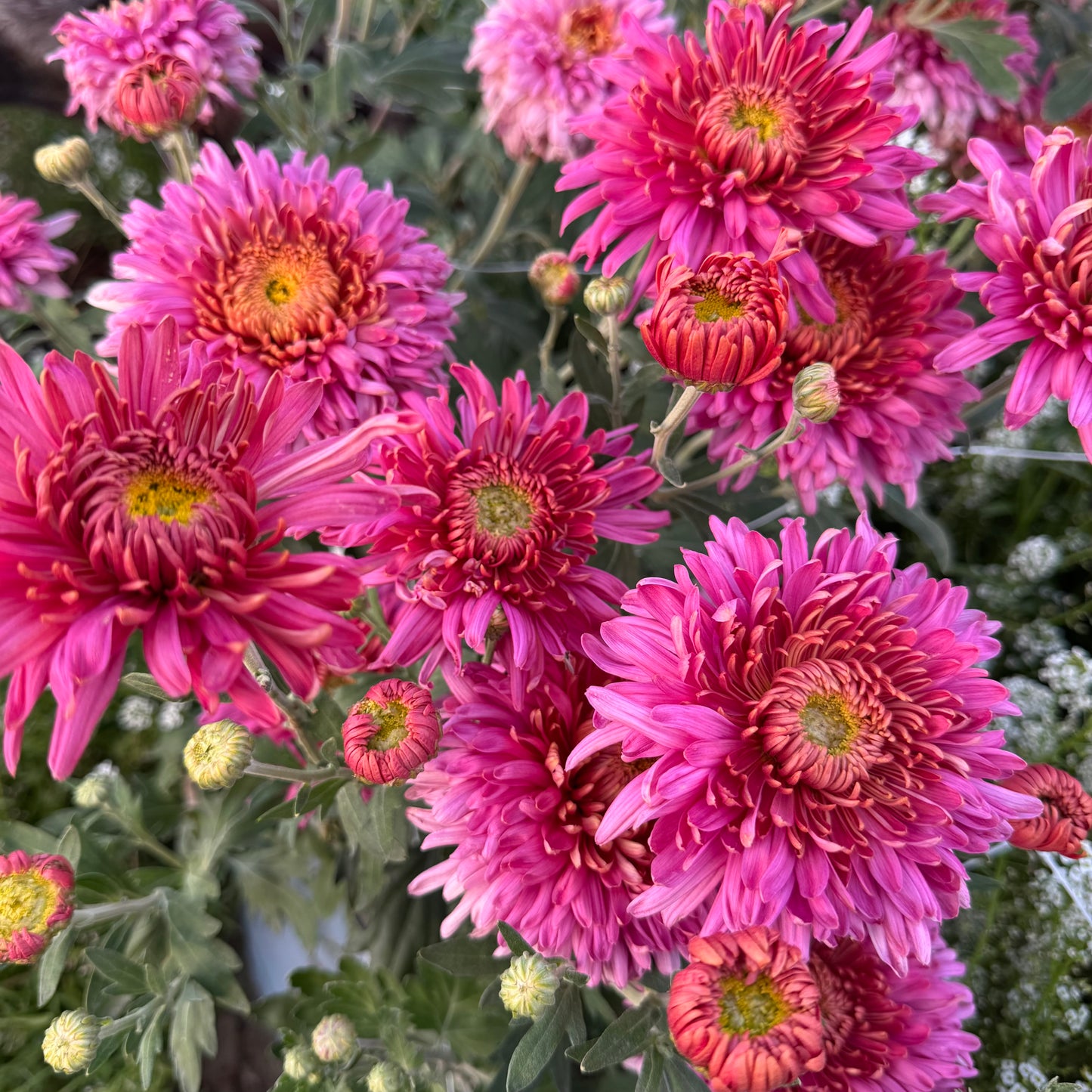 Chrysanthemum: Fall Charm