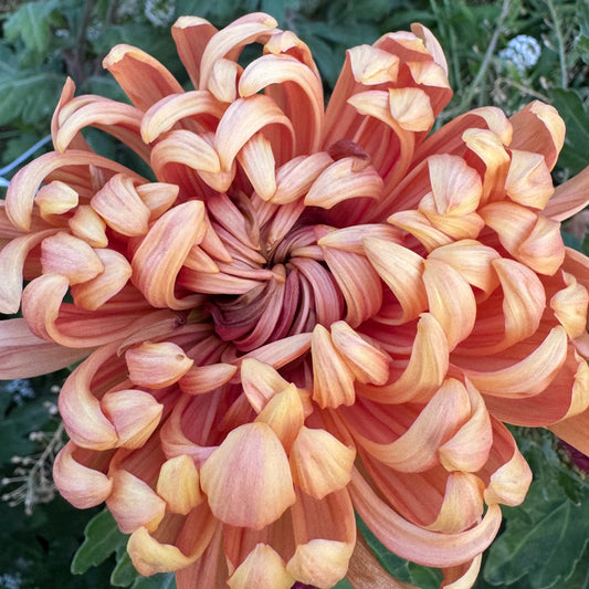 Chrysanthemum: Apricot Alexis