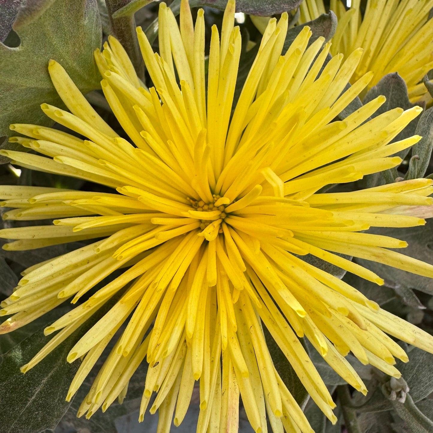 Chrysanthemum: Sea Urchin