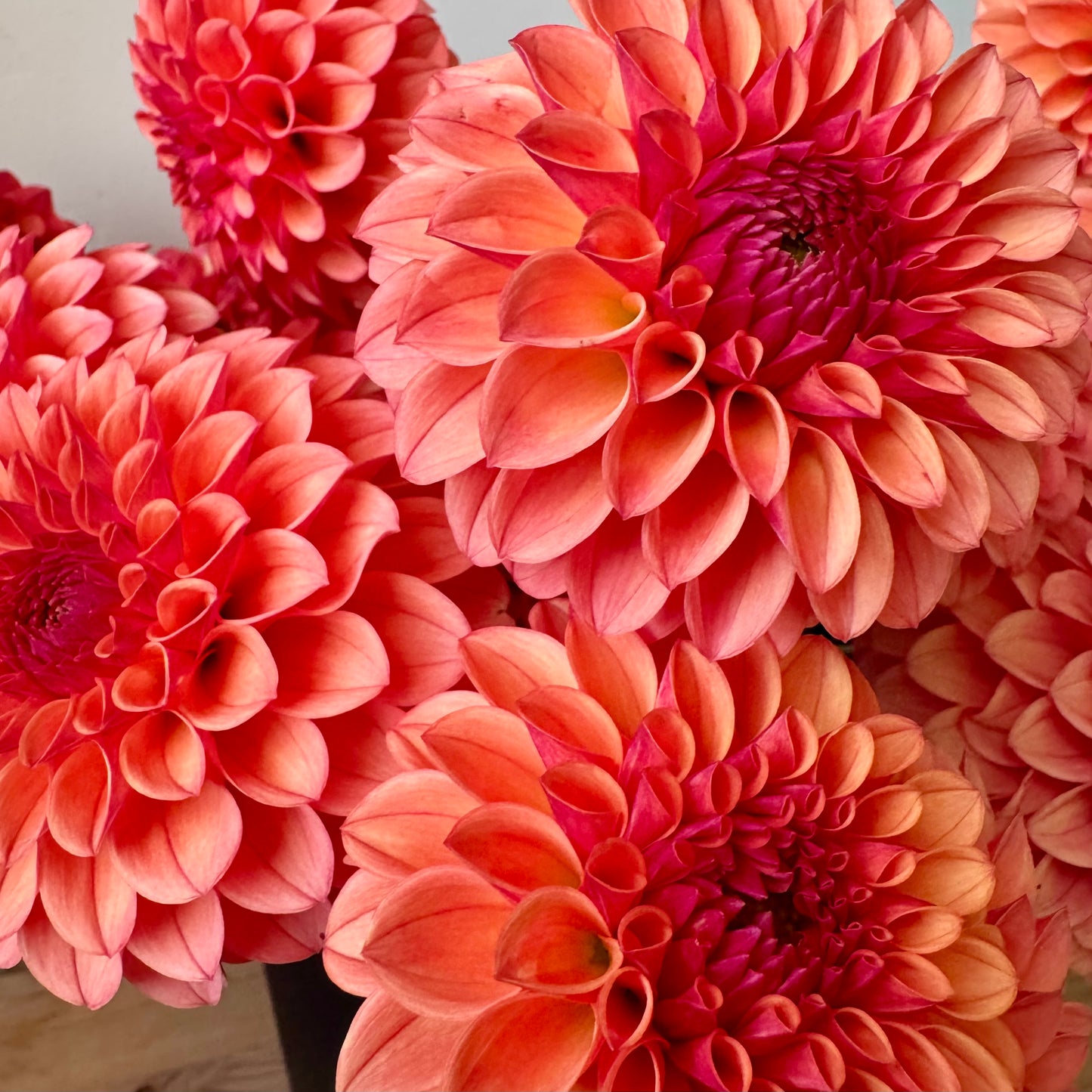 Dahlia Tuber: KA’s™ Blood Orange (Limit 1 per customer)