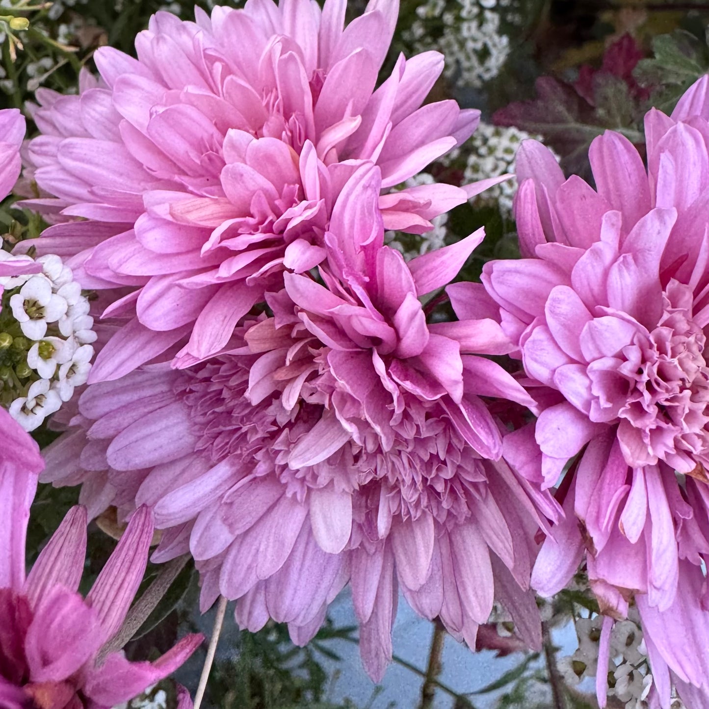 Chrysanthemum: First Light