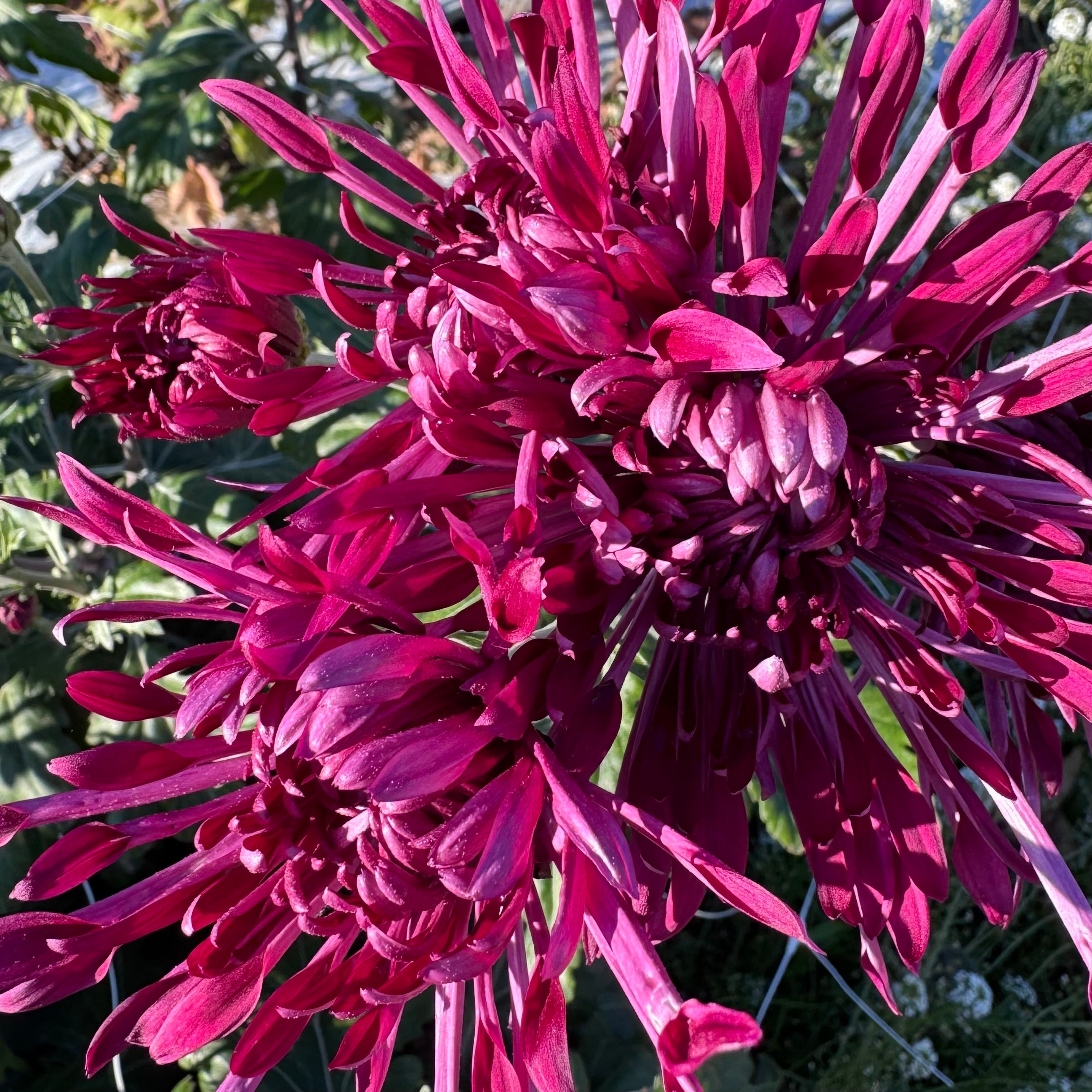 Chrysanthemum: Woolman's Glory - Country Sunshine Flower Farm