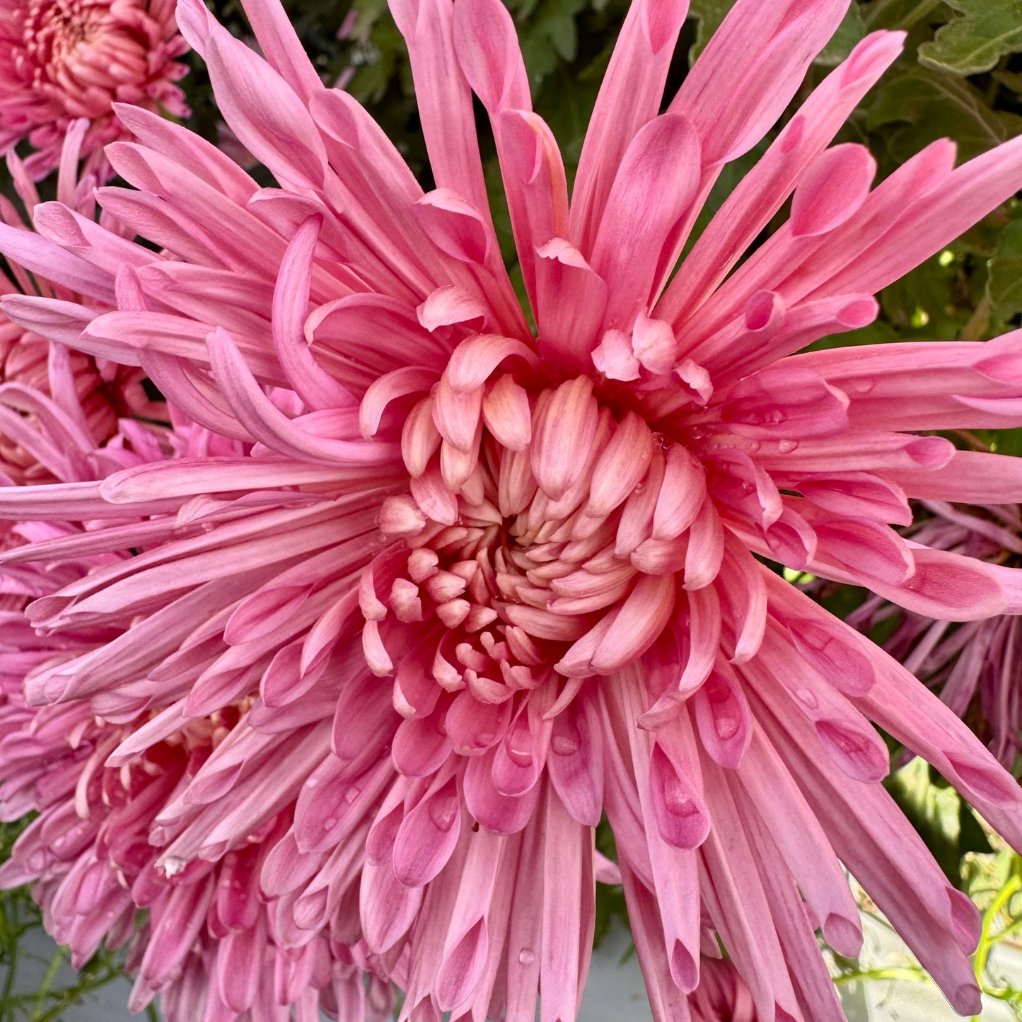 Chrysanthemum: Fancy Free