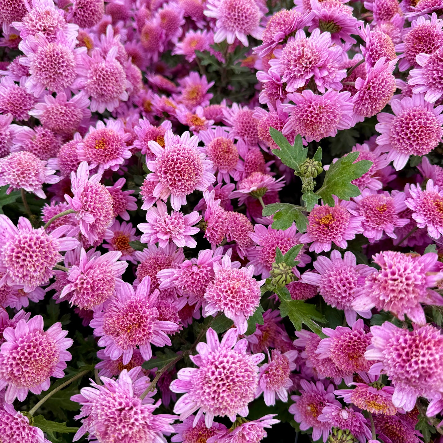 Chrysanthemum: Pink Fleece