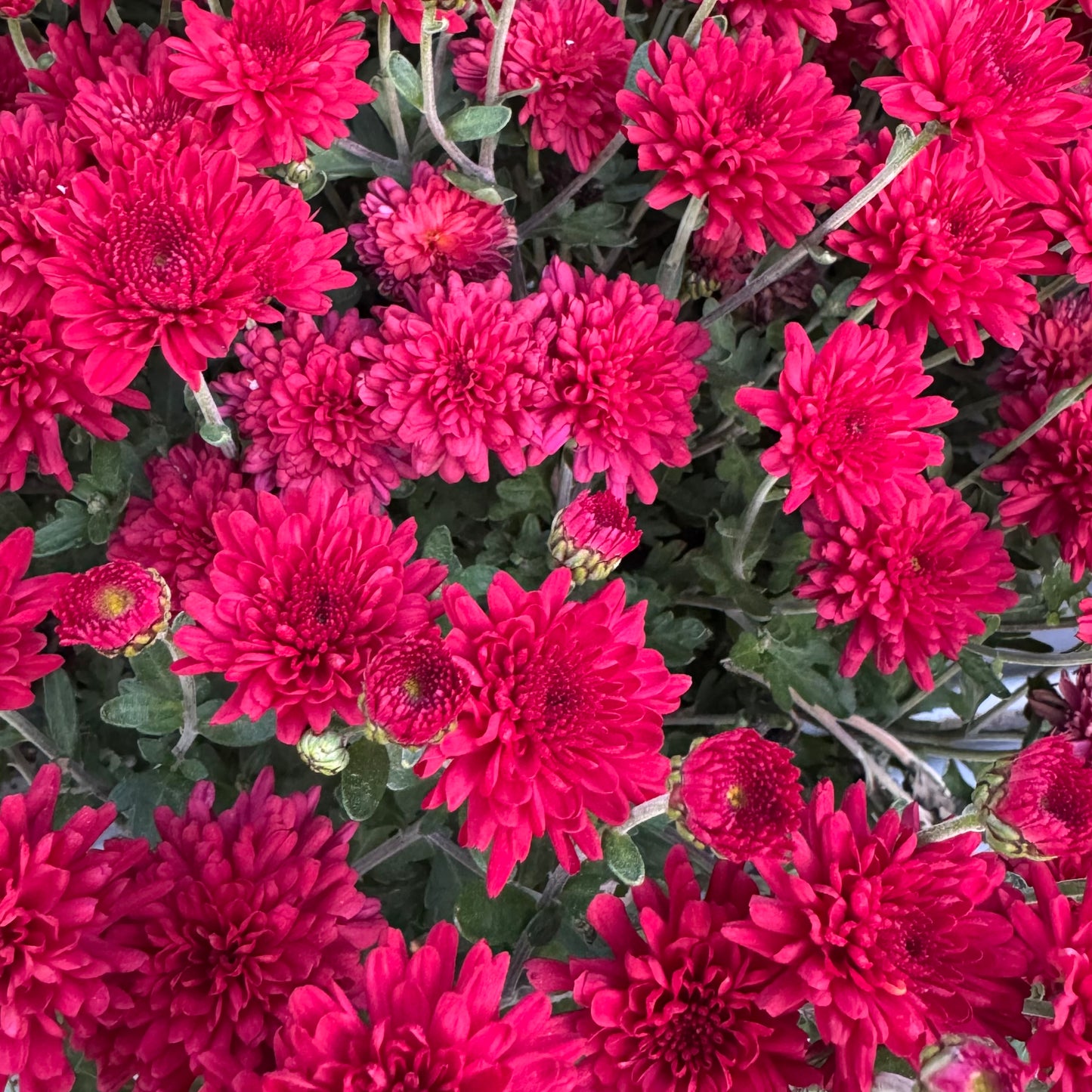 Chrysanthemum: Red Ryder