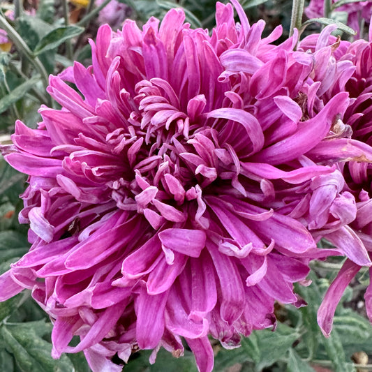 Chrysanthemum: Grape Glow