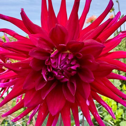 Dahlia Tuber: Juanita