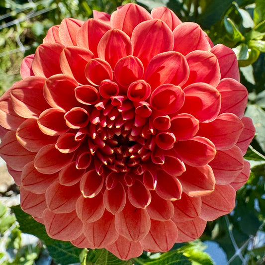Dahlia Tuber: Rose Toscano