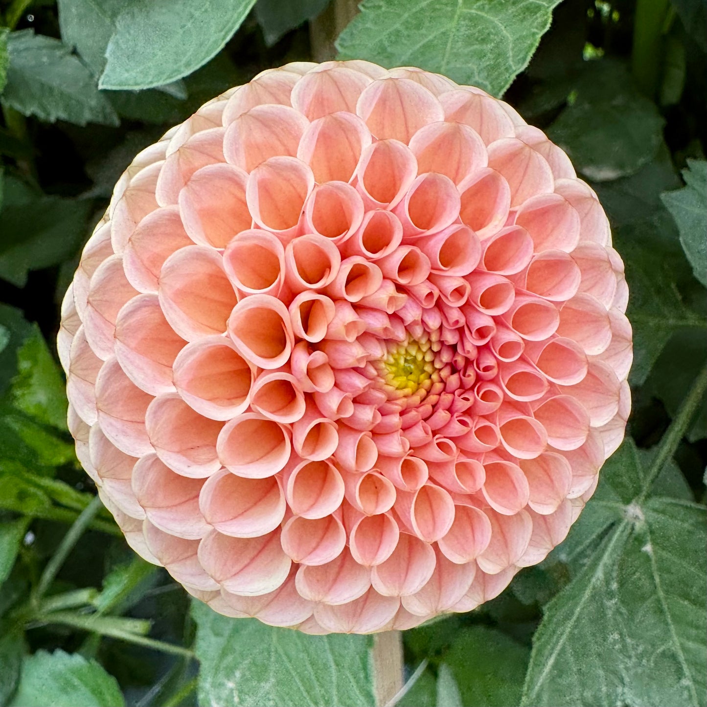 Dahlia Tuber: KA’s™ Honeycomb