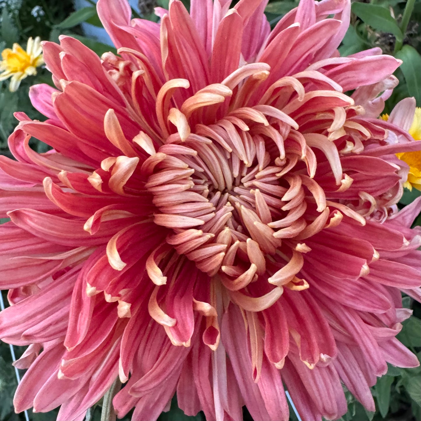 Chrysanthemum: Quarterback