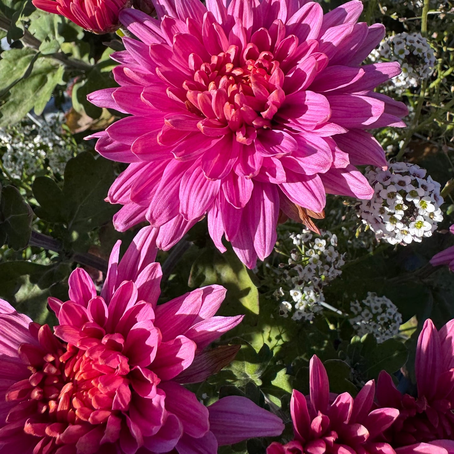 Chrysanthemum: Peacock