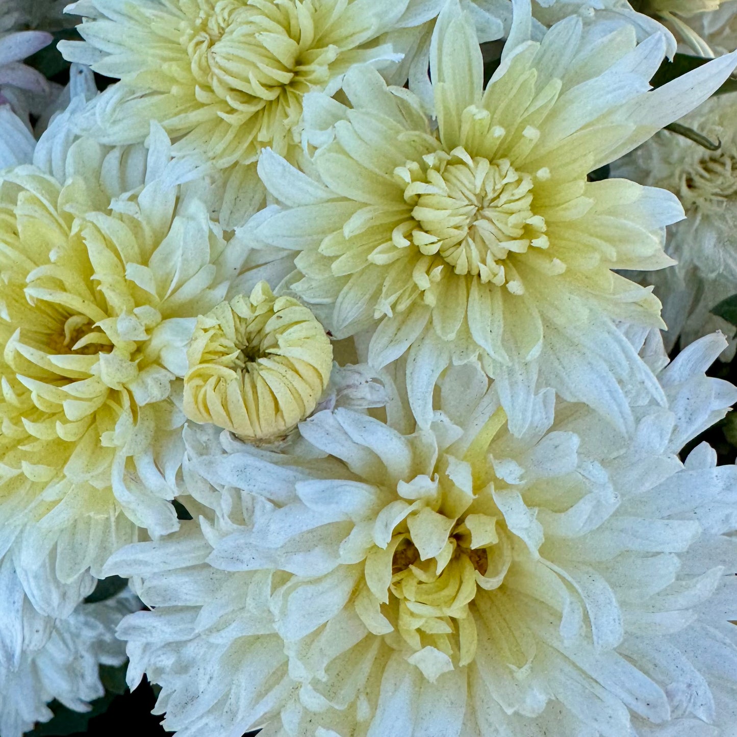 Chrysanthemum: Bristol White