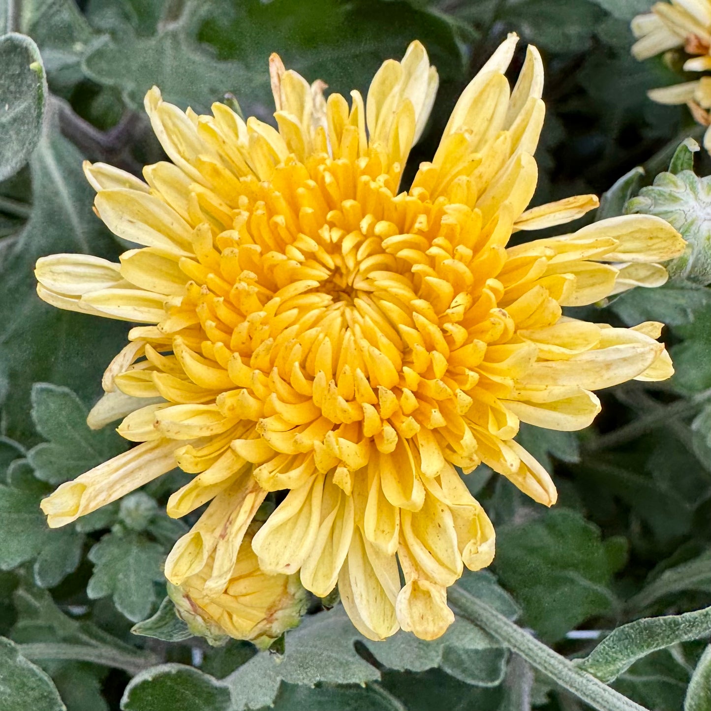 Chrysanthemum: Muted Sunshine