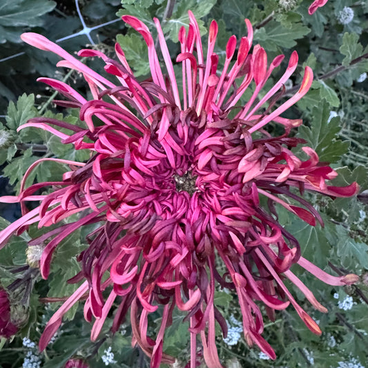 Chrysanthemum: Judith Baker