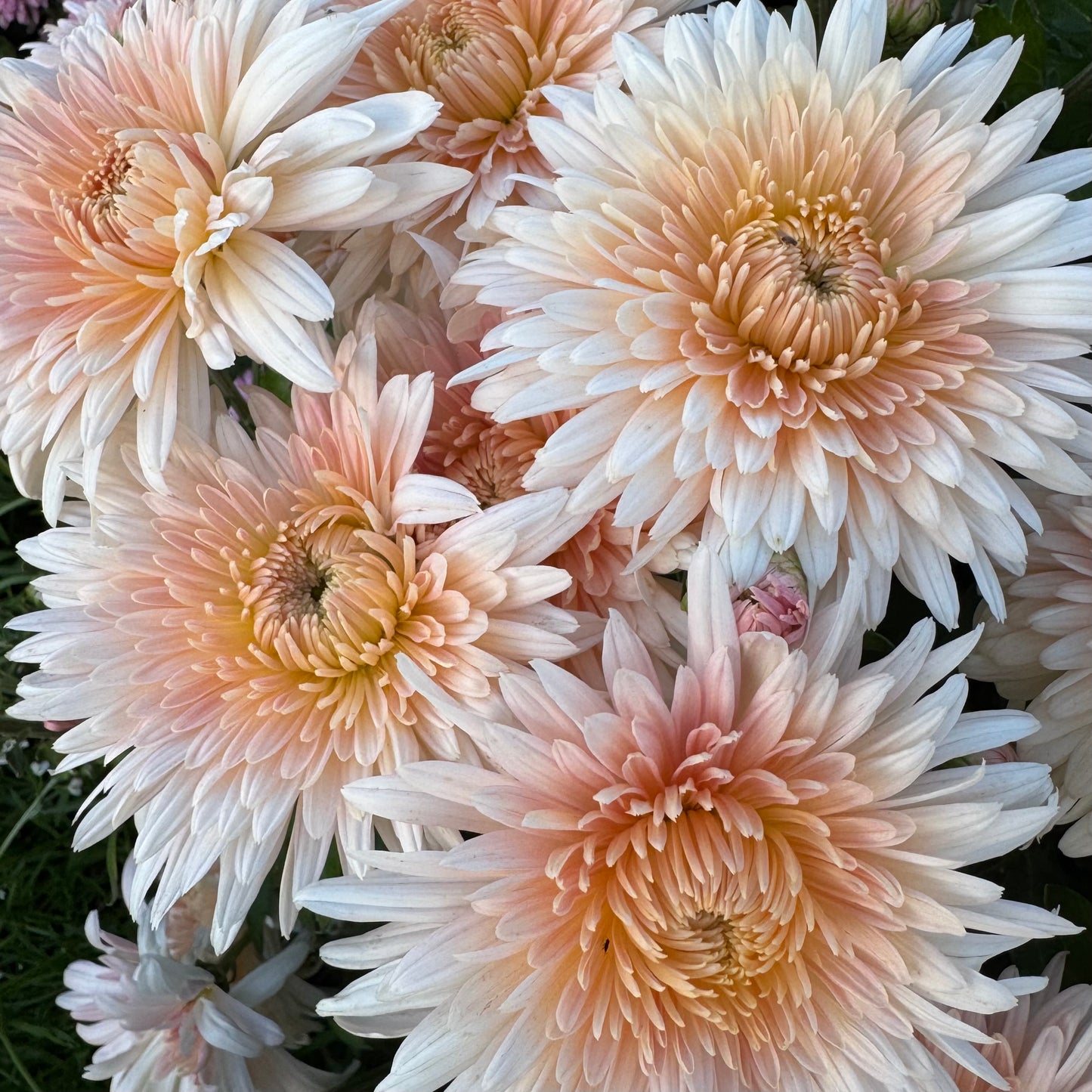 Chrysanthemum: Chiffon