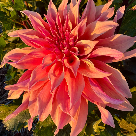 Dahlia Tuber: Labyrinth