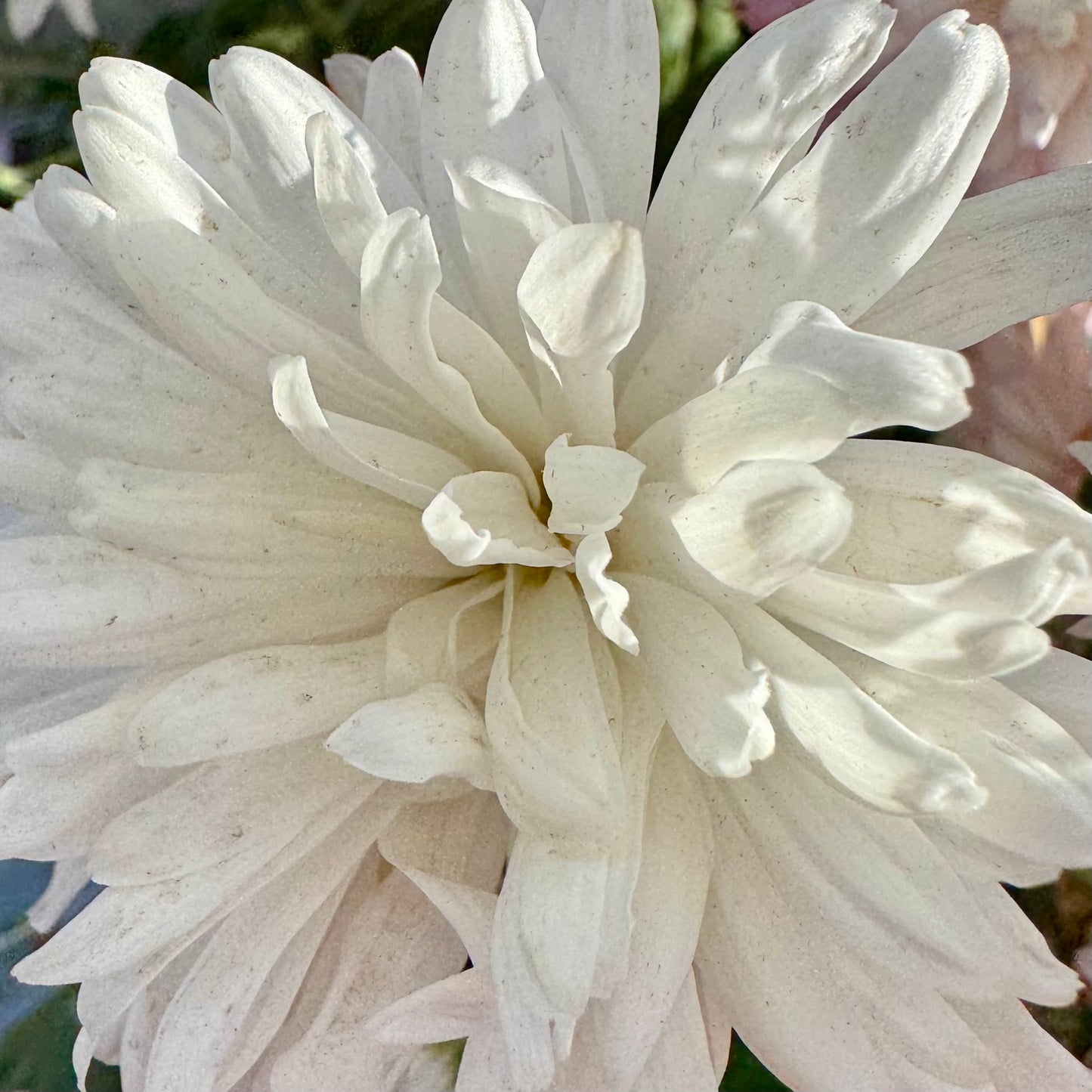 Chrysanthemum: Bristol White