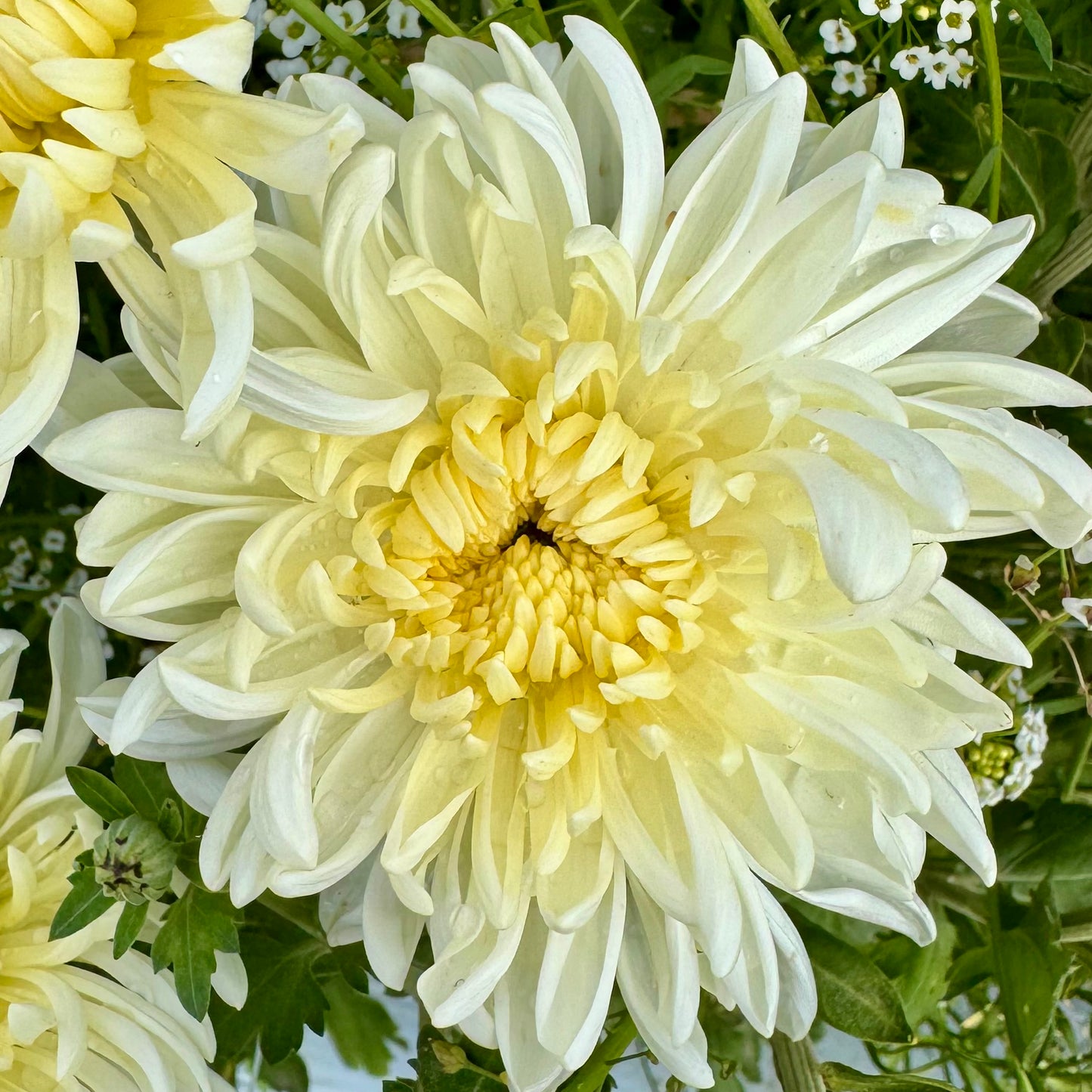 Chrysanthemum: Icebox